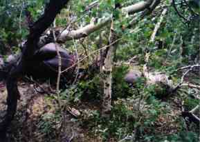engine exhaust casing - rusting in the bushes