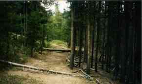 road dead end in woods