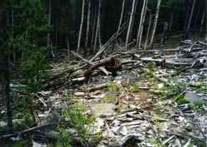 swath looking uphill